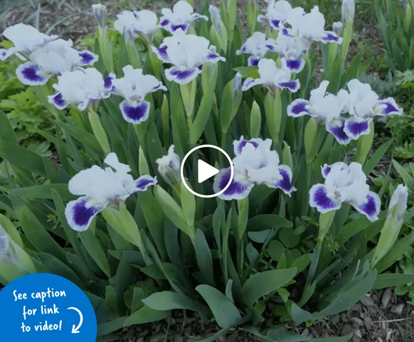 Bed of purple and white iris flowers