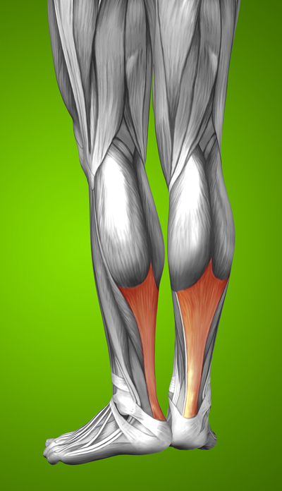 https://www.limblength.org/wp-content/uploads/2019/03/Illustration-of-Human-Leg-Muscles-with-Achilles-Tendon-Highlighted.jpg
